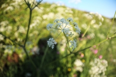 Developed using darktable 3.0.1